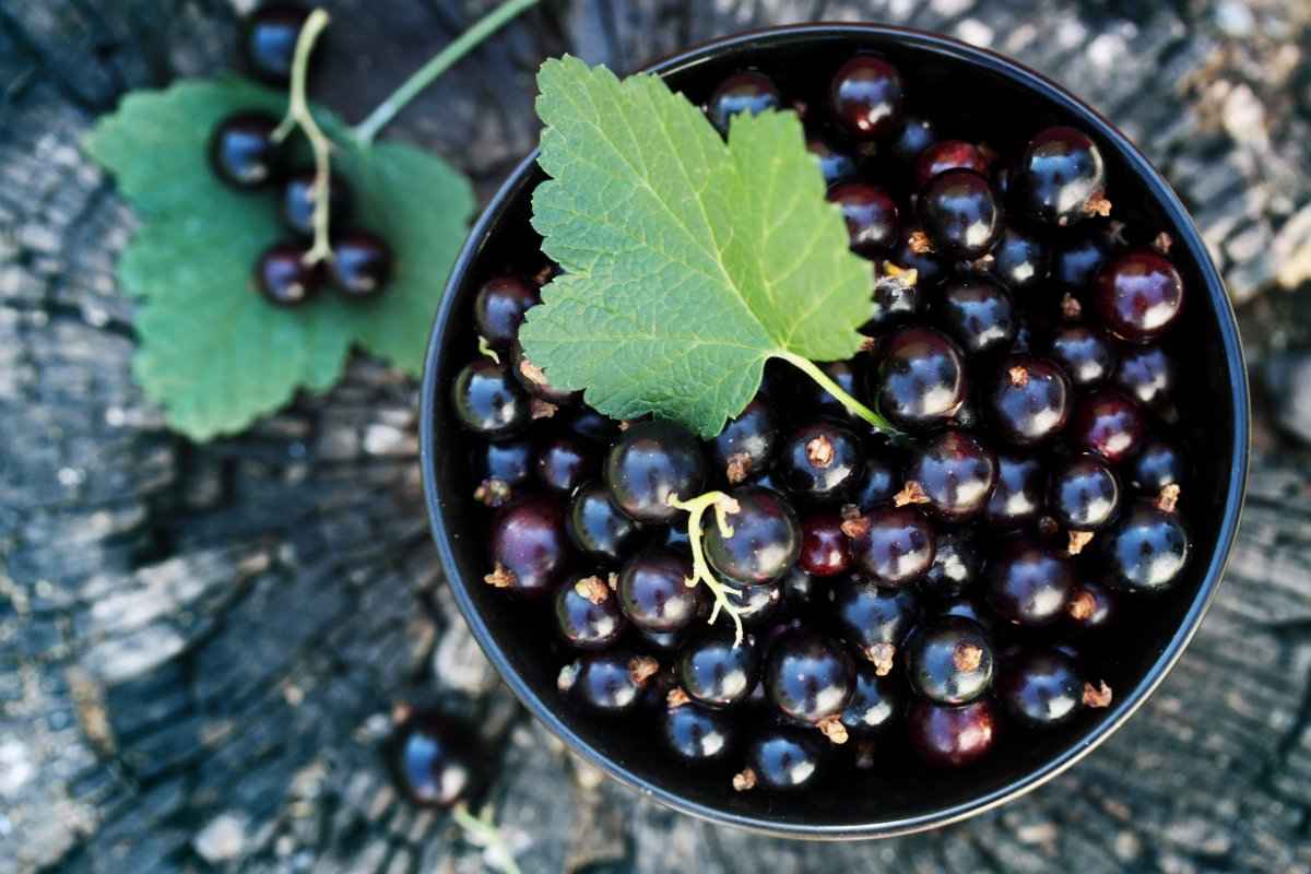  The purchase price of Black Seedless Raisins + properties, disadvantages and advantages 