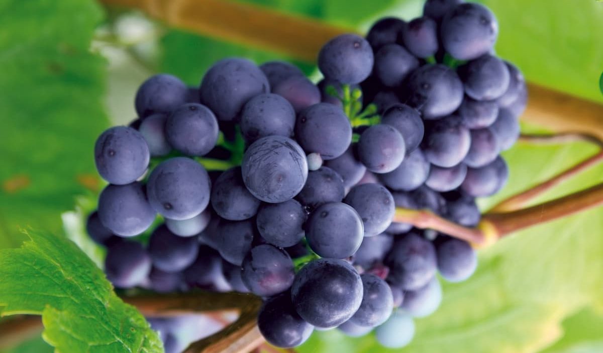  Buy organic dried black grapes + Best Price 