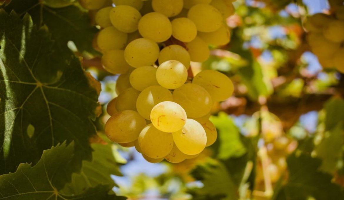 Getting to know dry grapes + the exceptional price of buying dry grapes