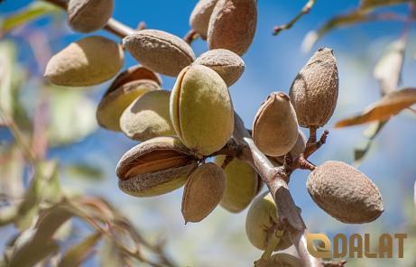 Purchase and price of the latest types of almond